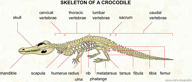 Sleleton of a crocodile